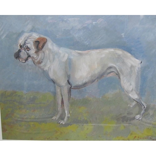 384 - P. BOUVERIE. Study of a Boxer Dog , oil on board,  22 1/2 x 29 in