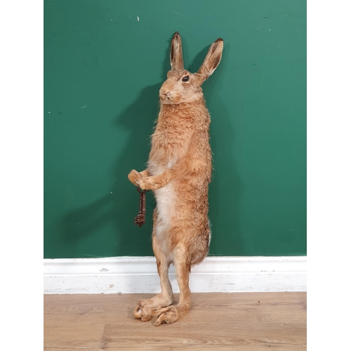 1086 - A taxidermy Brown Hare standing on hind legs holding a set of keys A/F