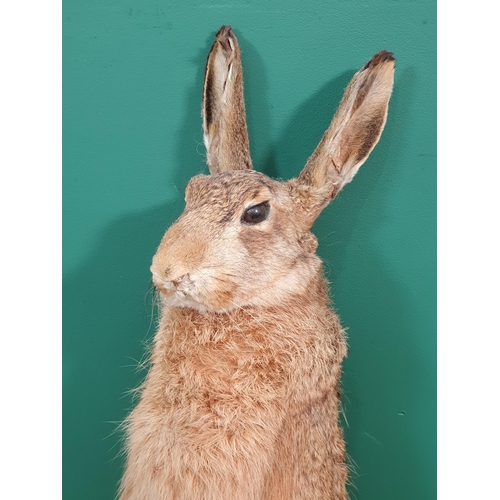 1086 - A taxidermy Brown Hare standing on hind legs holding a set of keys A/F