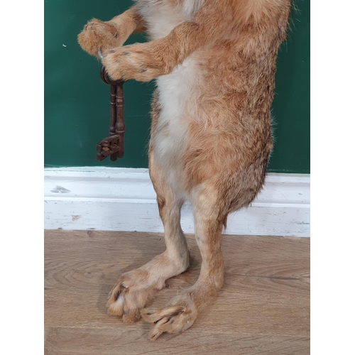 1086 - A taxidermy Brown Hare standing on hind legs holding a set of keys A/F