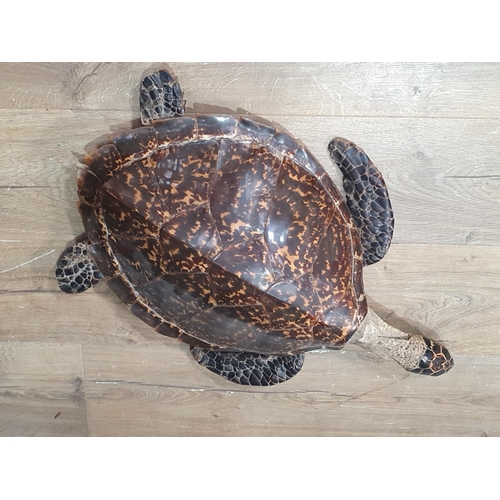 1087 - An antique taxidermy Hawksbill Turtle 2ft 4in L shell length 17inches