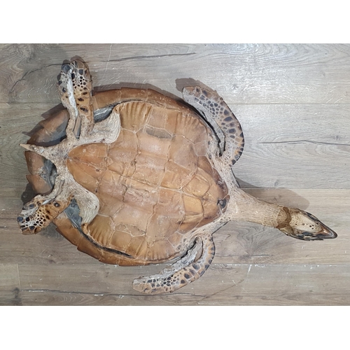 1087 - An antique taxidermy Hawksbill Turtle 2ft 4in L shell length 17inches