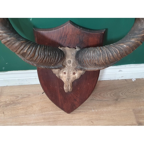 1088 - A Set of antique Kudu Horns on oak shield bearing 'P. Spicer, Leamington' paper label to reverse 3ft... 