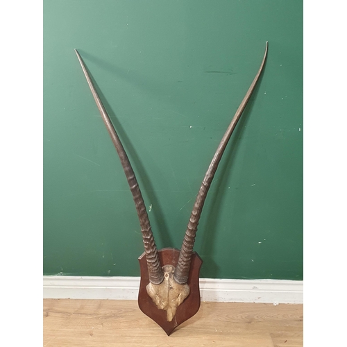 1089 - A Set of antique Gemsbok Horns on oak shield bearing Peter Spicer, Leamington paper label to reverse... 