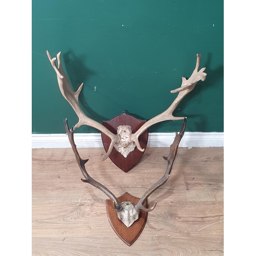 1090 - Two Sets of Fallow Buck Antlers on shields 1ft 11in W  and 2ft 2in W