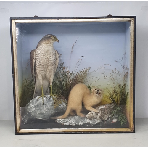 1091 - An antique ebonised and glazed taxidermy Case displaying a female Sparrowhawk watching a Stoat with ... 