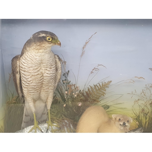 1091 - An antique ebonised and glazed taxidermy Case displaying a female Sparrowhawk watching a Stoat with ... 