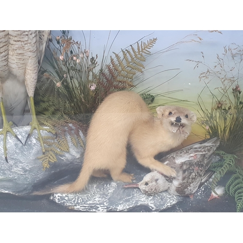 1091 - An antique ebonised and glazed taxidermy Case displaying a female Sparrowhawk watching a Stoat with ... 