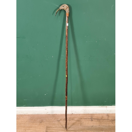 676 - A hazel Walking Stick with carved and painted curlew head handle 4ft 3in L (R7)