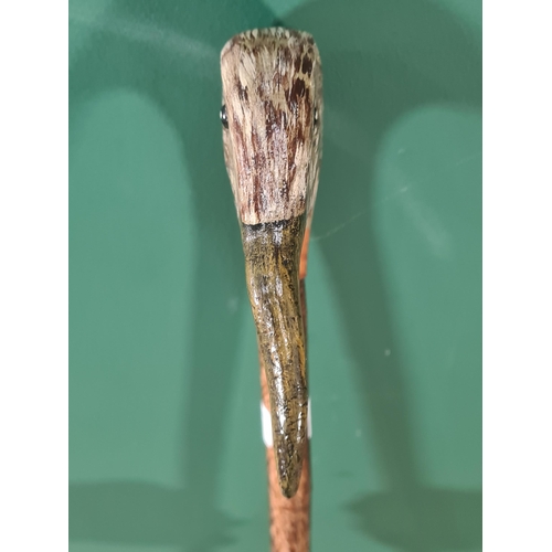 676 - A hazel Walking Stick with carved and painted curlew head handle 4ft 3in L (R7)