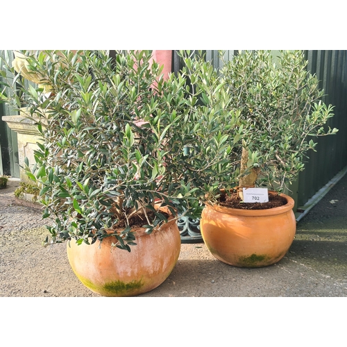 702 - Two Olive Trees in terracotta pots