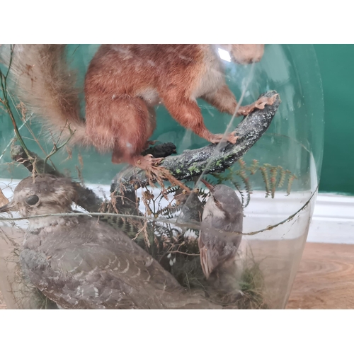 732 - A Taxidermy Red Squirrel, Lapwing and Nuthatch set on naturalistic rocky base, under glass display d... 