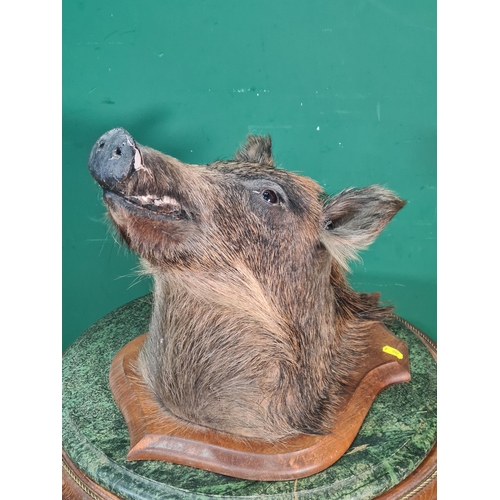 781 - A taxidermy Boar Head on oak shield (R10)