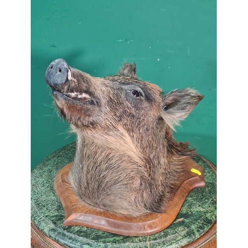 781 - A taxidermy Boar Head on oak shield (R10)