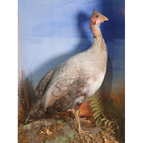 14 - A Taxidermy Helmeted Guineafowl set amongst ferns and mosses, with painted backdrop in ebonised glaz... 