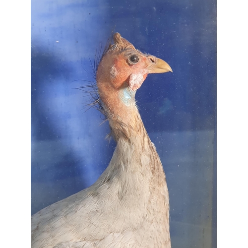 14 - A Taxidermy Helmeted Guineafowl set amongst ferns and mosses, with painted backdrop in ebonised glaz... 