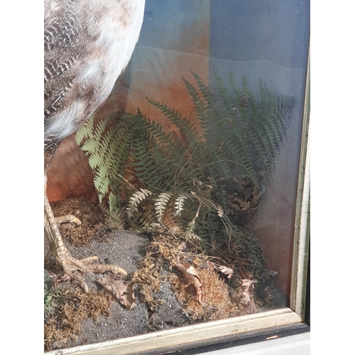 14 - A Taxidermy Helmeted Guineafowl set amongst ferns and mosses, with painted backdrop in ebonised glaz... 