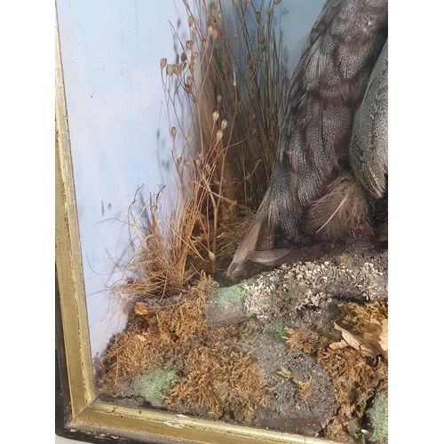 14 - A Taxidermy Helmeted Guineafowl set amongst ferns and mosses, with painted backdrop in ebonised glaz... 