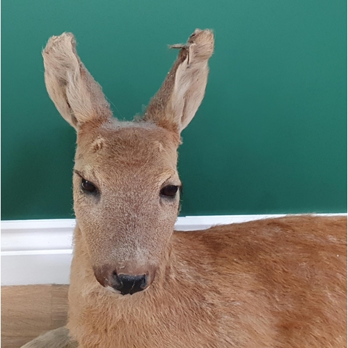 17 - A taxidermy figure of a recumbent fawn, 2ft 1in, (R3)