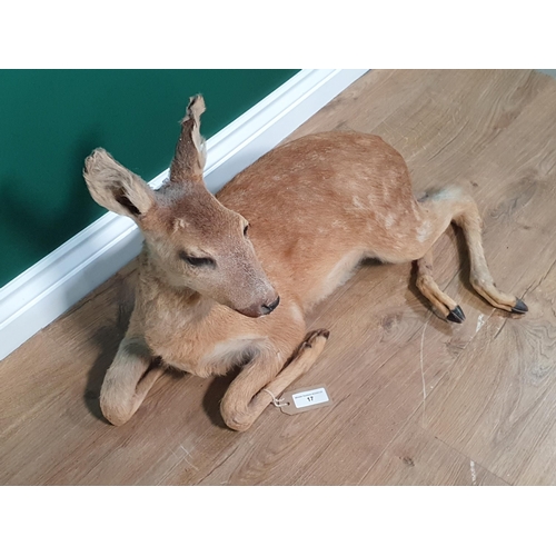 17 - A taxidermy figure of a recumbent fawn, 2ft 1in, (R3)