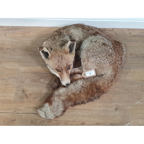 18 - A taxidermy Fox in lying position (R2)