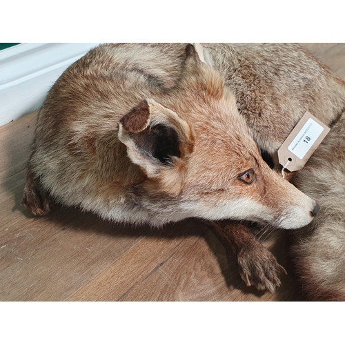 18 - A taxidermy Fox in lying position (R2)