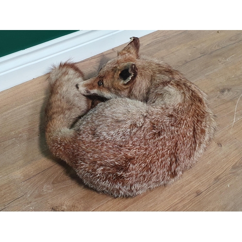 18 - A taxidermy Fox in lying position (R2)