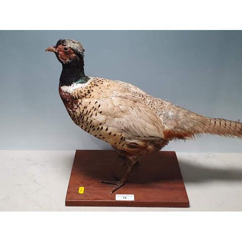 19 - A taxidermy cock Pheasant on wooden base (R2)