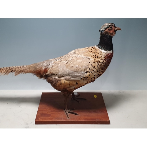 19 - A taxidermy cock Pheasant on wooden base (R2)