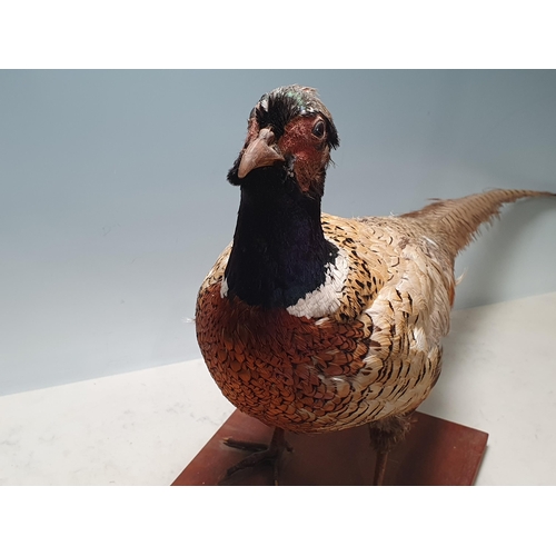 19 - A taxidermy cock Pheasant on wooden base (R2)