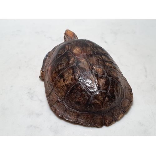 32 - A taxidermy Tortoise 6 1/2in L (R1)