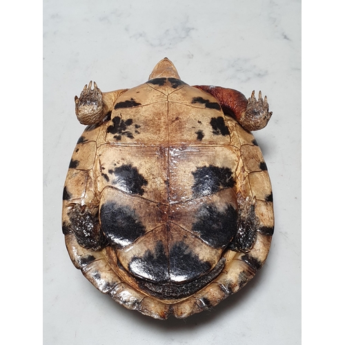 32 - A taxidermy Tortoise 6 1/2in L (R1)