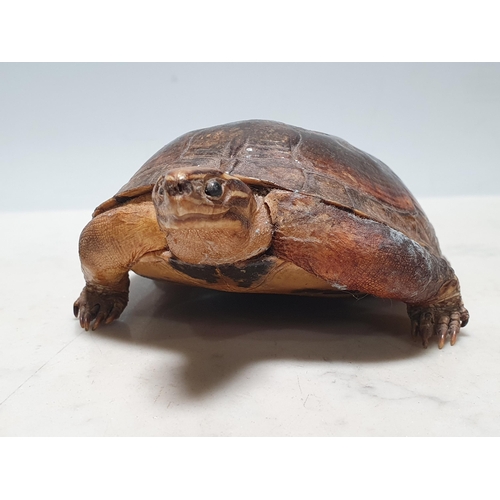 32 - A taxidermy Tortoise 6 1/2in L (R1)