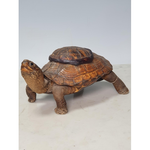 35 - A taxidermy Tortoise with box lid to shell 7in L (R1)