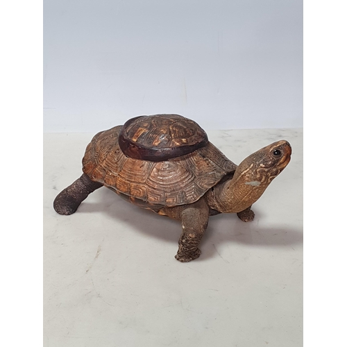 35 - A taxidermy Tortoise with box lid to shell 7in L (R1)