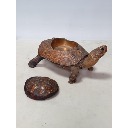 35 - A taxidermy Tortoise with box lid to shell 7in L (R1)