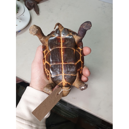 35 - A taxidermy Tortoise with box lid to shell 7in L (R1)