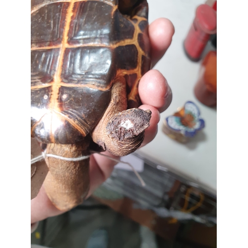 35 - A taxidermy Tortoise with box lid to shell 7in L (R1)