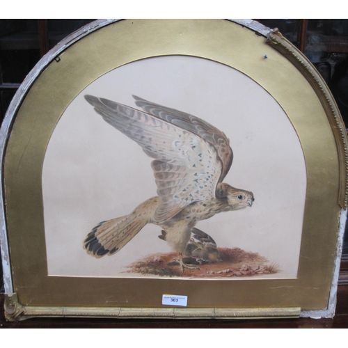 303 - ENGLISH SCHOOL, LATE 19th CENTURY. Study of a Kestrel, watercolour shaped oval, 16 x 18 in (R1)