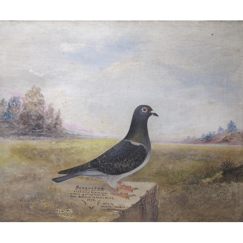 386 - ENGLISH SCHOOL. Study of a Racing Pigeon, inscribed,  with indistinct scratched signature 'Edwards'(... 