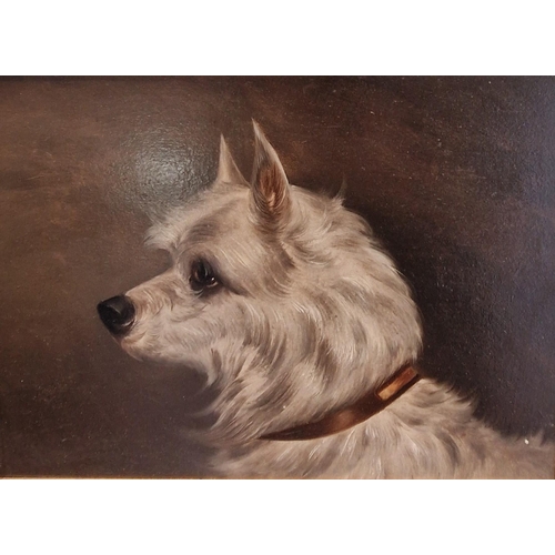 519 - COLIN GRAEME (1858-1910). Head of a Terrier, signed, oil on canvas, 10 x 7 1/2 in; two other dog stu... 