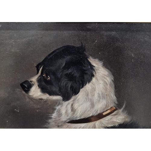 519 - COLIN GRAEME (1858-1910). Head of a Terrier, signed, oil on canvas, 10 x 7 1/2 in; two other dog stu... 