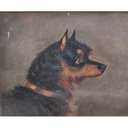 519 - COLIN GRAEME (1858-1910). Head of a Terrier, signed, oil on canvas, 10 x 7 1/2 in; two other dog stu... 