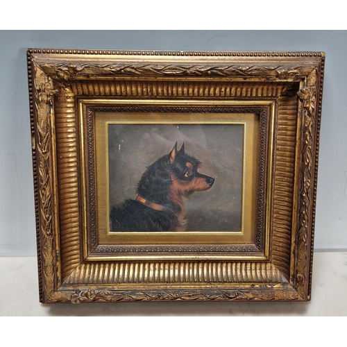 519 - COLIN GRAEME (1858-1910). Head of a Terrier, signed, oil on canvas, 10 x 7 1/2 in; two other dog stu... 