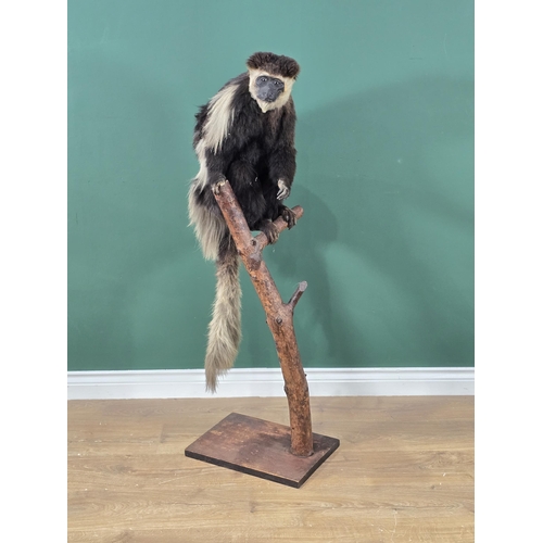 794 - A Taxidermy black and white Colobus Monkey mounted on Tree Branch and raised on rectangular plinth b... 