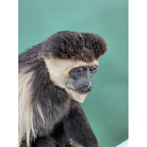 794 - A Taxidermy black and white Colobus Monkey mounted on Tree Branch and raised on rectangular plinth b... 