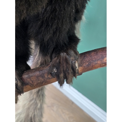 794 - A Taxidermy black and white Colobus Monkey mounted on Tree Branch and raised on rectangular plinth b... 