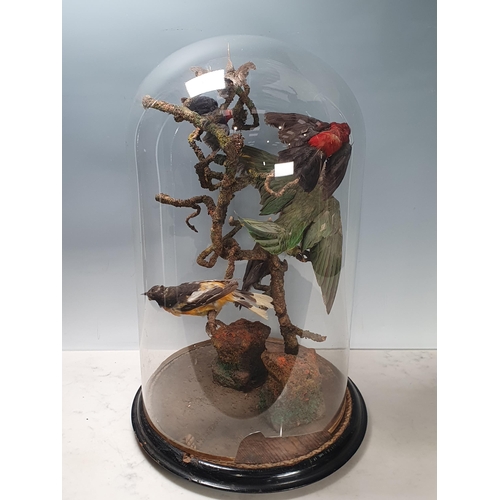 796 - A 19th Century taxidermy Dome displaying Red-headed Manakin (Ceratopipra rubrocapilla), Scarlet Tana... 