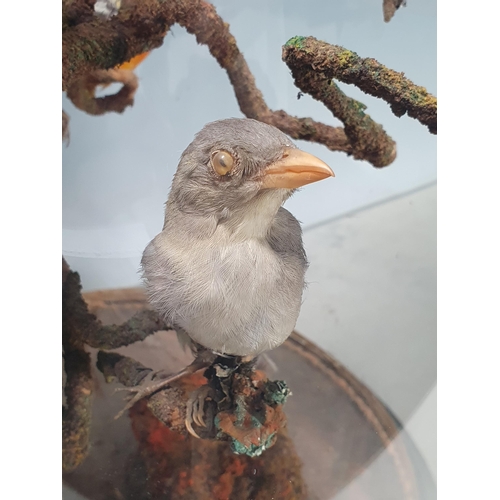 796 - A 19th Century taxidermy Dome displaying Red-headed Manakin (Ceratopipra rubrocapilla), Scarlet Tana... 