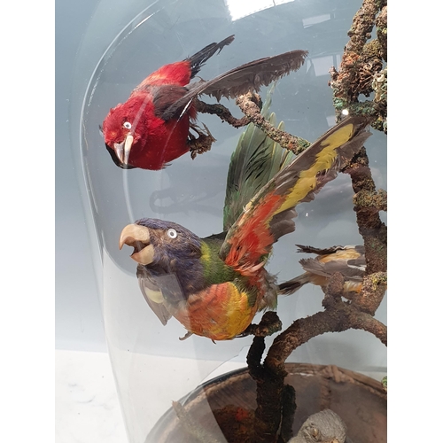 796 - A 19th Century taxidermy Dome displaying Red-headed Manakin (Ceratopipra rubrocapilla), Scarlet Tana... 